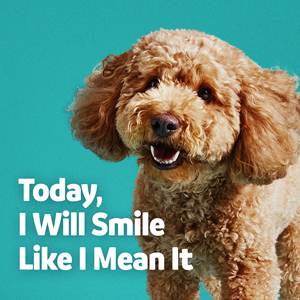 Complément alimentaire pour animaux de compagnie, soins dentaires naturels OEM/ODM, chiens, chats, contrôle de la plaque dentaire, haleine fraîche, soutien, probiotique sûr, poudre pour la santé bucco-dentaire - Product Image 4