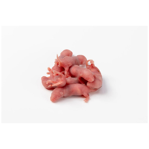 Ratones enteros liofilizados para reptiles carnívoros, aves, pequeños animales, anfibios, alimento para mascotas - Product Image 1