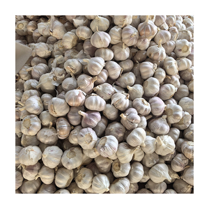 Tỏi Tươi Bán Buôn Bình Thường Và Trắng Tinh Khiết Tỏi Hạt Giống Ajo Fresco Với Giá Hàng Đầu Gừng Và Tỏi Nhà Cung Cấp Trong Châu Âu - Product Image 1