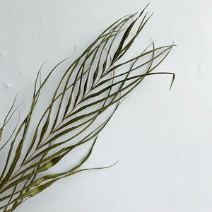 ดอกไม้จริงสำหรับตกแต่งงานแต่งงานใบไม้ต้นปาล์มอาเนก้าแห้ง2026 - Product Image 3