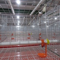 Cage d'élevage de poulets de type H, cage de couvaison pour poulettes, système d'alimentation et d'abreuvement automatique par abreuvoir, acier galvanisé à chaud