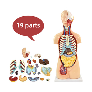 Modèle d'anatomie du système organique du corps <span class=keywords><strong>humain</strong></span> de 85 cm, 19 parties, anatomie médicale, tronc <span class=keywords><strong>asexué</strong></span>, structure des organes viscéraux - Product Image 1
