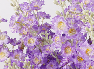 Violet foncé