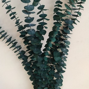 Feuilles d'<span class=keywords><strong>eucalyptus</strong></span> naturelles préservées, feuilles séchées, toucher réel, pour la décoration de bouquets de mariage et de fête DIY - Product Image 3