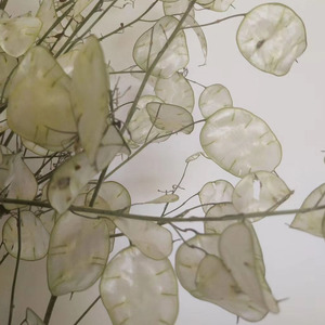 Vente en gros d'usine, bouquet préservé, véritable <span class=keywords><strong>lunaria</strong></span> <span class=keywords><strong>annua</strong></span> naturel, pour la décoration florale, cadeau de luxe - Product Image 6