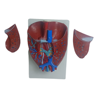 Démonstration de la pratique de la science médicale Taille naturelle Anatomie humaine Système respiratoire viscéral Larynx Larynx Coeur Poumon Modèle