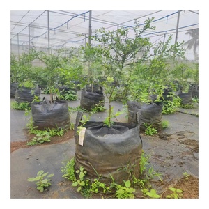 HOKBG-Bolsa de cultivo de <span class=keywords><strong>50</strong></span> <span class=keywords><strong>litros</strong></span>, 13 galones, respetuoso con el medio ambiente, Anti-UV, tela tejida PP duradera, macetas y jardineras para jardín de flores - Product Image 1