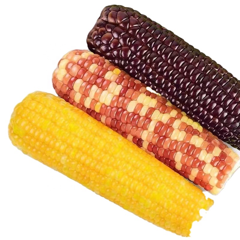 Yellow Corn Cob Embalado a vácuo Milho Não OGM Milho Fresco Ceroso Doce Pronto para Comer