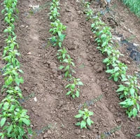 Légumes Poivrons Laitue Okra Patate douce Semis Transplanteuse Transplanteuse Planteuse Machine semoirs transplanteurs