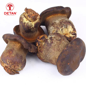 DETAN Exporta Hongos Frescos de la Espécie Wild <span class=keywords><strong>Boletus</strong></span> Pornici - Product Image 1