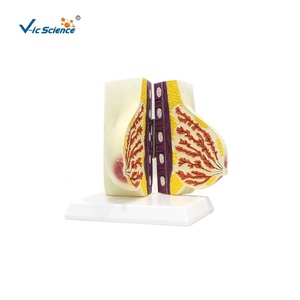 Características Estructurales del Modelo Anatómico del Seno - Product Image 3