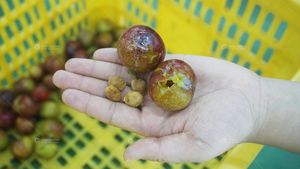 الصناعية زيت الزيتون Pitter تأليب إزالة آلة استخراج - Product Image 3