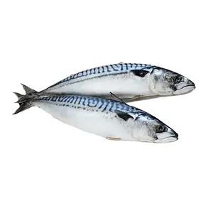chub mackerel scomber japonicus, chub mackerel scomber japonicus