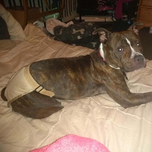 Tovagliolo di cotone sanitario per il periodo mestruale mutandine lavabili pannolini per cani <span class=keywords><strong>vestiti</strong></span> - Product Image 6