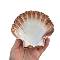 Coquille de pétoncle blanche naturelle polie, écologique, de 3,5 à 5 pouces, pour artisanat DIY, mariages sur la plage, peinture, fêtes sur le thème de l'océan, décoration intérieure