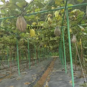 Fiberglass Tree Stump Plant Support Stakes Nursery Posts for Agriculture - Product Image 3