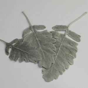 Venta al por mayor Hojas de flores de plata preservadas <span class=keywords><strong>Senecio</strong></span> Cineraria Hojas preservadas - Product Image 5