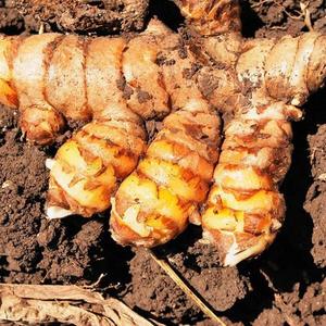 Toptan fabrika fiyat çin baharat tek otlar satılık yüksek kaliteli parmak zerdeçal - Product Image 5