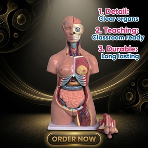 Modello Anatomico del Torso Umano a Grandezza Naturale, 40 Parti, Biseksuale, con Schiena Aperta, per Insegnamento Medico - Product Image 1