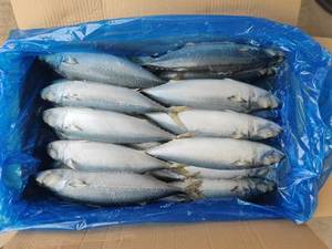 سمك ماكريل مأكولات بحرية مجمدة دائرية كاملة للأطعمة المعلبة - Product Image 4