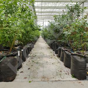 HOKBG Agrícola Venta al por mayor Granja al aire libre 45 50 60 200 galones Bolsa de maceta negra tejida PP grande Bolsa de cultivo de jardín para arándanos - Product Image 4