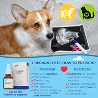 Complément nutritionnel gestationnel pour animaux de compagnie, liquide à absorption rapide contenant des multivitamines, de la taurine et un complexe d'herbes