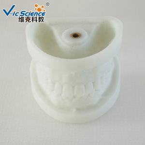 Modèle d'apprentissage pour enfants, modèle de <span class=keywords><strong>dentition</strong></span> en aluminium blanc, dents humaines, anatomie dentaire pour l'éducation scientifique médicale - Product Image 2