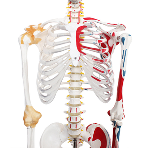 <span class=keywords><strong>Squelette</strong></span> humain avec modèle musculaire avec articulations flexibles pour la simulation de mouvement dynamique - Product Image 3