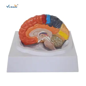 Modelo de anatomía del cerebro humano para la ciencia médica, modelo 3D de enseñanza anatómica