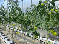 Système de culture et de substrat hors-sol plantation de gouttière en PVC culture verticale cerise tomates fraises hydroponiques