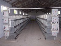 Cage d'élevage de Pigeon, avec tous les accessoires