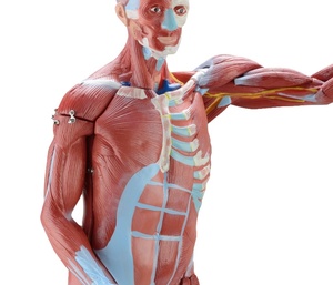 Modèle anatomique de l'organisme <span class=keywords><strong>humain</strong></span> de 80 cm, modèle de démonstration pédagogique des organes, modèle <span class=keywords><strong>musculaire</strong></span> <span class=keywords><strong>humain</strong></span>, 27 pièces - Product Image 2