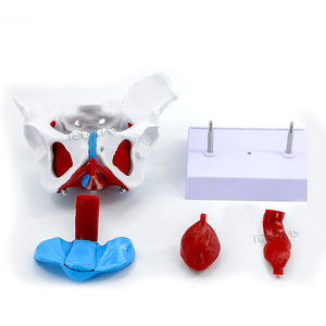 Lhn061a y tế giải phẫu giảng dạy Nữ Khung Chậu mô hình có thể tháo rời thiết kế cơ quan sinh dục nữ mô hình với cơ sàn - Product Image 3