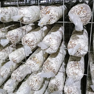 Máquina Automática para Ensacar y Sellar Hongos, Ahorra Trabajo, para Cultivo de Hongos Comestibles - Product Image 4