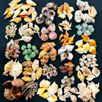 Coquilles de conques naturelles, matériaux de bricolage, coquillages pour la décoration de mariage, décoration de la maison, ornements pour aquarium, coquilles de conques