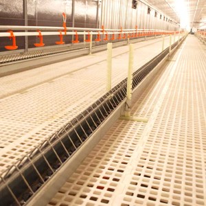 Ligne d'alimentation automatique Équipement Poulet <span class=keywords><strong>de</strong></span> chair Parent Stock Volaille <span class=keywords><strong>Poule</strong></span> Ferme Maison Auge Convoyeur Chaîne Système d'alimentation <span class=keywords><strong>Éleveur</strong></span> <span class=keywords><strong>de</strong></span> poulets - Product Image 1