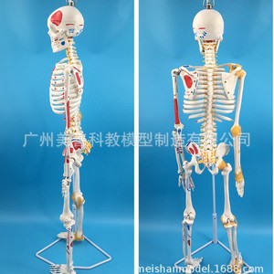 Modelo de esqueleto humano, 85 cm, con la mitad de los músculos coloreados, puntos de origen e inserción muscular, ligamentos, modelo de masaje. - Product Image 5