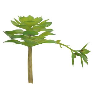 14cm 2024 Venta caliente Planta natural <span class=keywords><strong>Echeveria</strong></span> Lenore Dean Interior Suculenta - Product Image 6