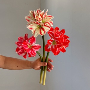 <span class=keywords><strong>Fleur</strong></span> artificielle d'amarille à toucher réel, tige rouge et <span class=keywords><strong>blanche</strong></span> rayée, fausse <span class=keywords><strong>fleur</strong></span> pour la décoration de la maison, des tables de mariage, des vases et comme accessoire de photographie - Product Image 5
