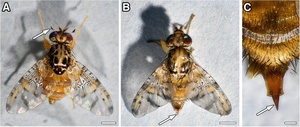 Atrayente de Feromonas para Medfly (Ceratitis Capitata) |   Atrayente de Alta Eficiencia para Moscas de la Fruta, para Monitoreo y Control de Plagas en Huertos - Product Image 3
