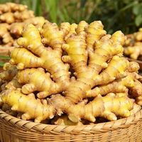Gingembre frais de haute montagne, mûri au soleil, origine Chine, gingembre frais propre de qualité alimentaire pour la cuisine, l'assaisonnement et l'exportation
