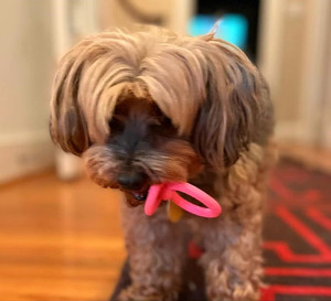 Chupete <span class=keywords><strong>para</strong></span> <span class=keywords><strong>Perros</strong></span> Pequeños y Cachorros - Chupete de Látex/Goma Suave <span class=keywords><strong>para</strong></span> <span class=keywords><strong>Perros</strong></span> - Cumple <span class=keywords><strong>con</strong></span> los Mismos Estándares de Seguridad que los Juguetes <span class=keywords><strong>para</strong></span> Bebés - Product Image 2