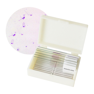 6 Kinds Microscope <strong>Botany</strong> Bacteria Slide <strong>Laboratory</strong> Teaching Bacterial Research - Product Image 3
