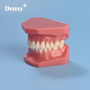 Denxy qualità resina denti ortodontici modello rosso malattia dentale modello dente formazione dentista nella scuola ortodontico typodont - Product Image 5
