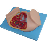 Anatomie périnéale et du plancher pelvien chez la femme, incision latérale périnéale, obstétrique, CE/ISO, pour les sciences médicales avancées