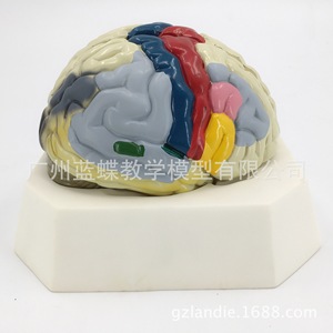 Modèle fonctionnel de localisation du cortex cérébral A18205, modèle anatomique du cerveau humain à des fins d'enseignement et de formation - Product Image 1