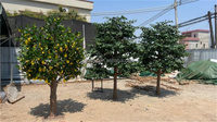 Vente chaude Citronnier Artificiel Intérieur Extérieur Supermarché Cour Restaurant Décoration Bonsaï À La Main Faux Arbre Fruitier