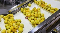 Machine d'extraction d'huile essentielle, pelée de jus citron Orange de haute qualité 1 pièce, pour la fabrication de Production de plantes en ligne