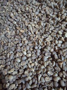 Café Vert Robusta de Sélection Spéciale avec Grains Uniformes et Haute Densité pour la Torréfaction - Product Image 2