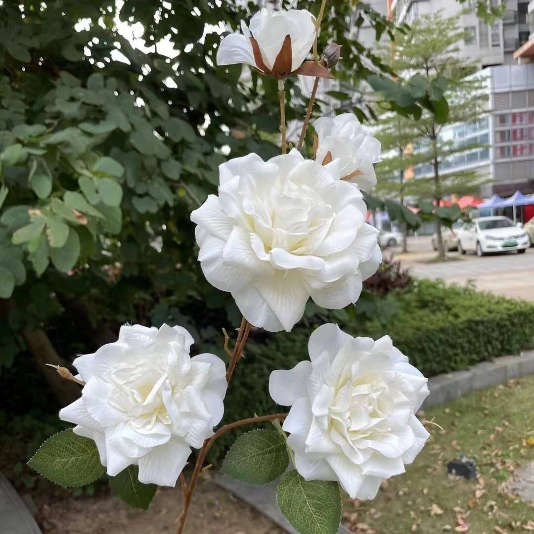 101# 5 leifei tea rose white